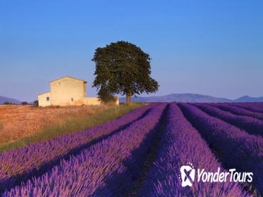 Provence Lavender Fields Tour from Aix-en-Provence