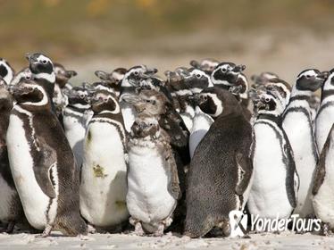 Puerto Madryn Shore Excursion: Private Day Trip to Punta Tombo Penguin Colony