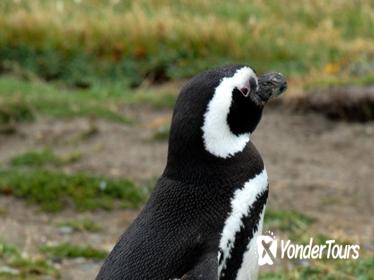 Punta Arenas Shore Excursion: Otway Sound Penguin Colony Tour
