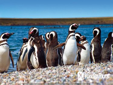 Punta Tombo Penguin Colony and Union Beach from Puerto Madryn with optional Toninas Watching
