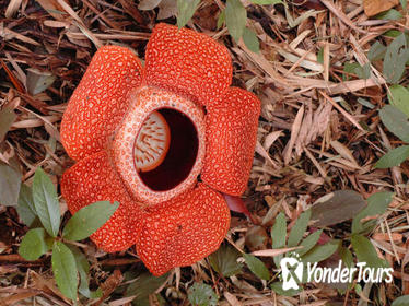 Rafflesia Flower and Gunung Gading National Park Safari from Kuching