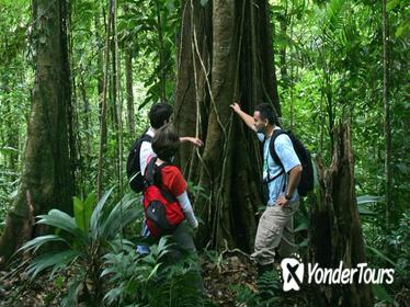 Rainforest Adventure from San Jose