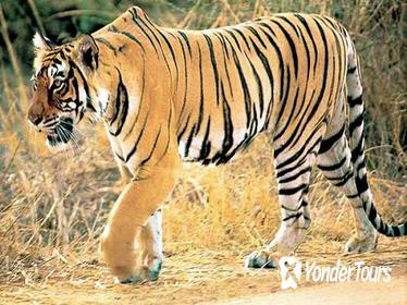 Rajasthan Wildlife Safari Tour