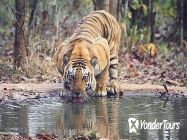 Ranthambhore Tiger Tour of Delhi, Agra, and Jaipur 5 Star Hotel