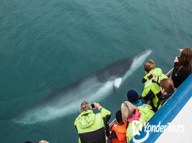 Reykjavik Shore Excursion: Whale-Watching Cruise
