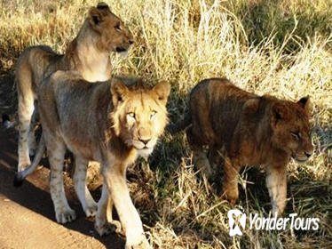 Rhino and Lion Park Guided Safari from Johannesburg or Pretoria