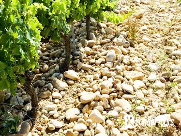 Rhone Valley Wine Tour from Avignon: Chateauneuf-du-Pape, Ventoux and Tavel