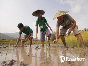 Rice Cultivation and Kuang Si Waterfall from Luang Prabang Full-Day