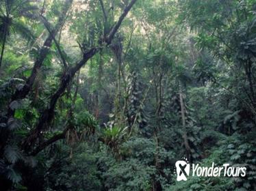 Rio de Janeiro Botanical Garden and Tijuca Rainforest Eco-Tour