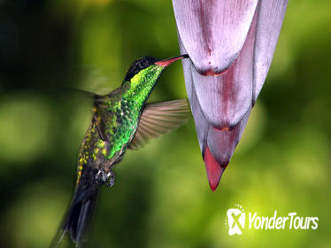 Rockland Bird Sanctuary Tour from Montego Bay