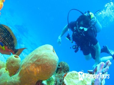 Rosario Islands Scuba Diving Experience