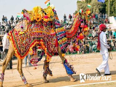 Royal Rajasthan with Pushkar Fair