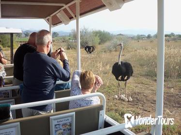 Safari Ostrich Farm Tractor Tour in Oudtshoorn