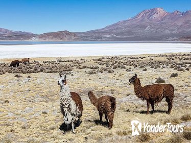 Salinas Salt Lagoon Small-Group Day Trip from Arequipa