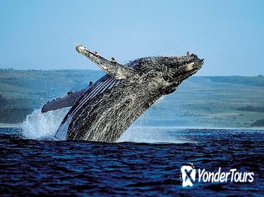 Samana Bus Whale-Watching Tour