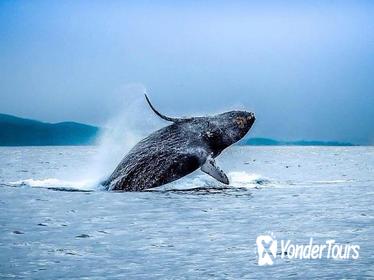 San Francisco Golden Gate Whale-Watching Tour