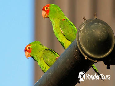 San Francisco's Wild Parrots of Telegraph Hill Walking Tour