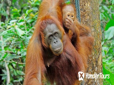 SANDAKAN WILDLIFE Orang Utan, Proboscis Monkey, Sunbear SANCTUARIES