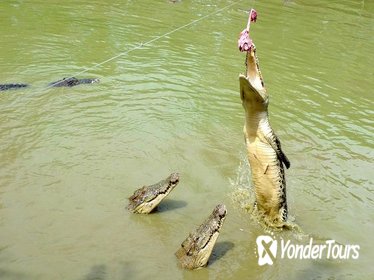 Sarawak Jong's Crocodile Farm Tour