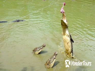 Sarawak Jong's Crocodile Farm Tour Sarawak Jong's Crocodile Farm Tour