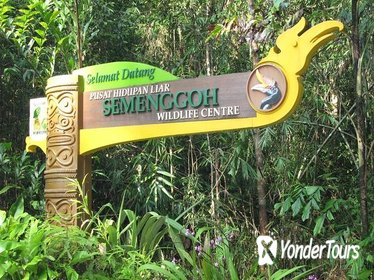 Sarawak Semenggoh Wildlife Centre Tour