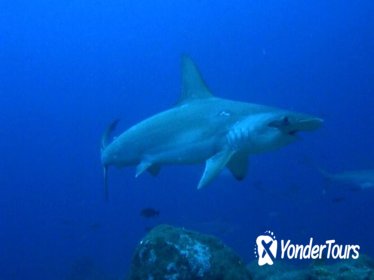 Scuba Diving at Kicker Rock for Certified Divers