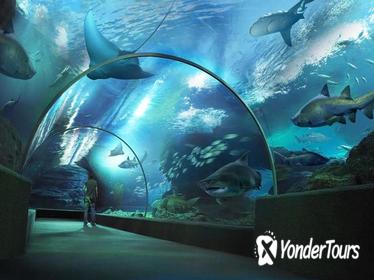 SEA LIFE Bangkok Ocean World Admission with Private Transfer