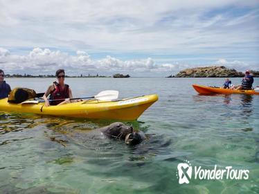 Seal Island and Penguin Island or Point Peron Sea Kayak Tour