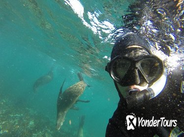 Seal Snorkeling