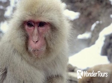 See Snow Monkeys on a Private Day Trip from Tokyo by Bullet Train