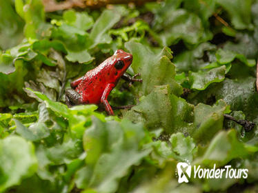 Selvatura Park: Herpetarium Tour in Monteverde