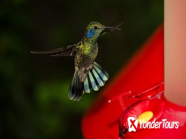 Selvatura Park: Hummingbird Garden and Insect Museum Tour