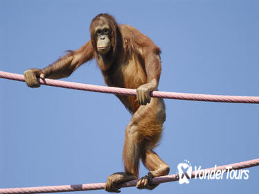 Semonggoh Orangutan Rehabilitation Centre Tour from Kuching