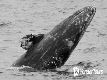 Seward Shore Excursion: Gray Whale Watching Cruise