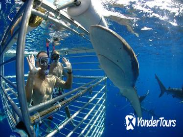 Shark Cage Diving In Oahu