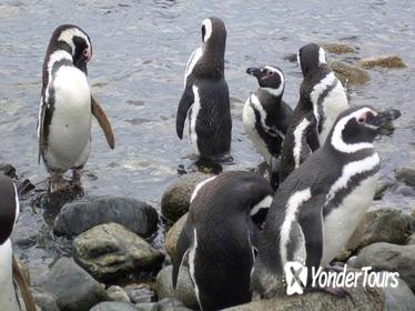 Shore Excursion: Magellan Penguins Natural Reserve in Magdalena Island from Punta Arenas