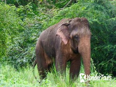 Sigiriya and Minneriya National Park (All-Inclusive Private Day Trip From Colombo)