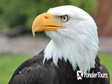 Sitka Scenic Tour- Premium - Alaska Raptor Center, Fortress of the Bears,Totems!