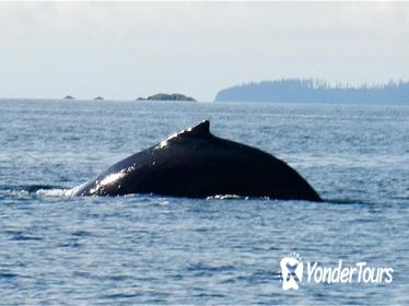 Sitka Shore Excursion: Whale-Watching and Marine Life Tour