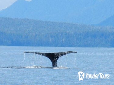 Sitka Super Saver: Whale-Watching Cruise and City Sightseeing Tour