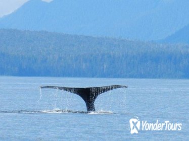 Sitka Super Saver: Whale-Watching Cruise and City Sightseeing Tour Sitka Super Saver: Whale-Watching Cruise and City Sightseeing Tour