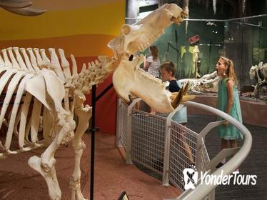 Skeletons: Museum of Osteology