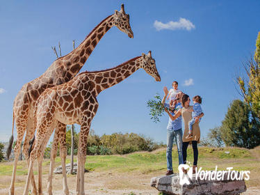 Skip the Line: Africam Safari Entrance Ticket