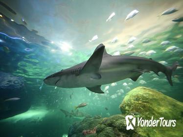 Skip the Line: Ripley's Aquarium of Canada in Toronto