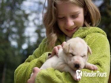 Sled Dog Discovery in Juneau