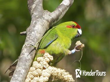 Small Group Zealandia Eco Tour