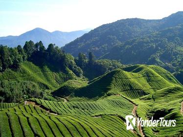 Small-Group Cameron Highlands Countryside Tour
