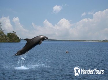 Small-Group Dolphin-Watching Cruise from Goa