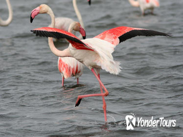 Small-Group Guided Day-Trip to the Camargue from Avignon