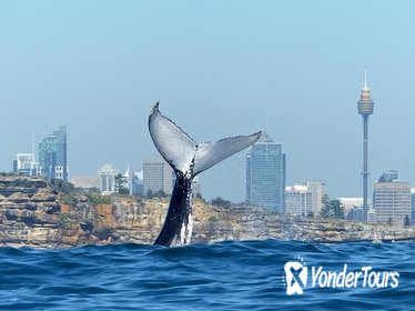 Small-Group Luxury Sydney Whale Watching Cruise